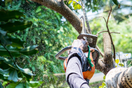 Knowing how to trim a tree properly is vital for preventing diseases from spreading around to all your plants. Keep reading to learn how the process is done.