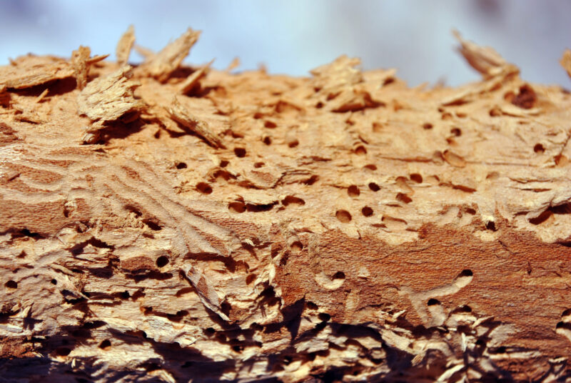 Are Termites Eating Your Home? How to Hire a Termite Service - Riot ...