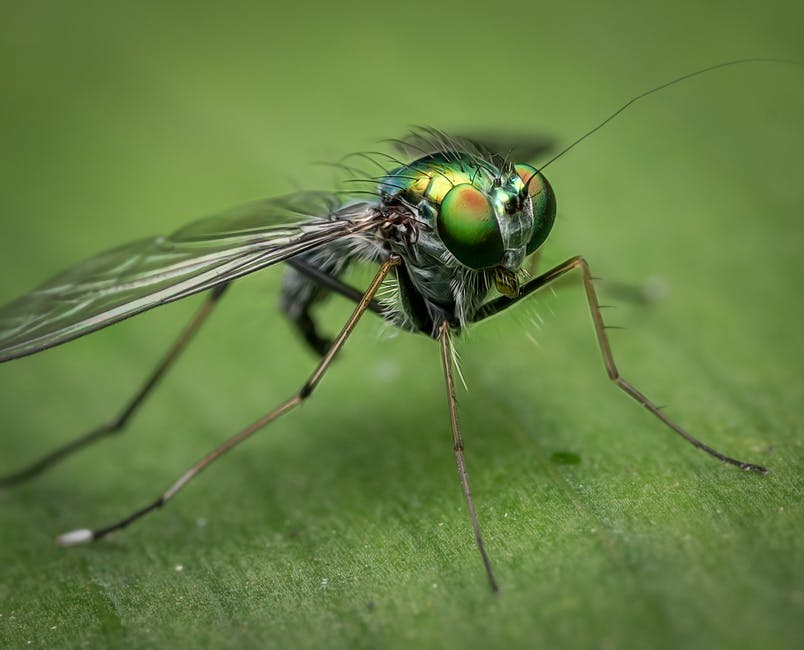 Do you want to enjoy a summer that's completely free of mosquito bites? Here's the brief and only mosquito bite prevention guide you'll ever need to do that.