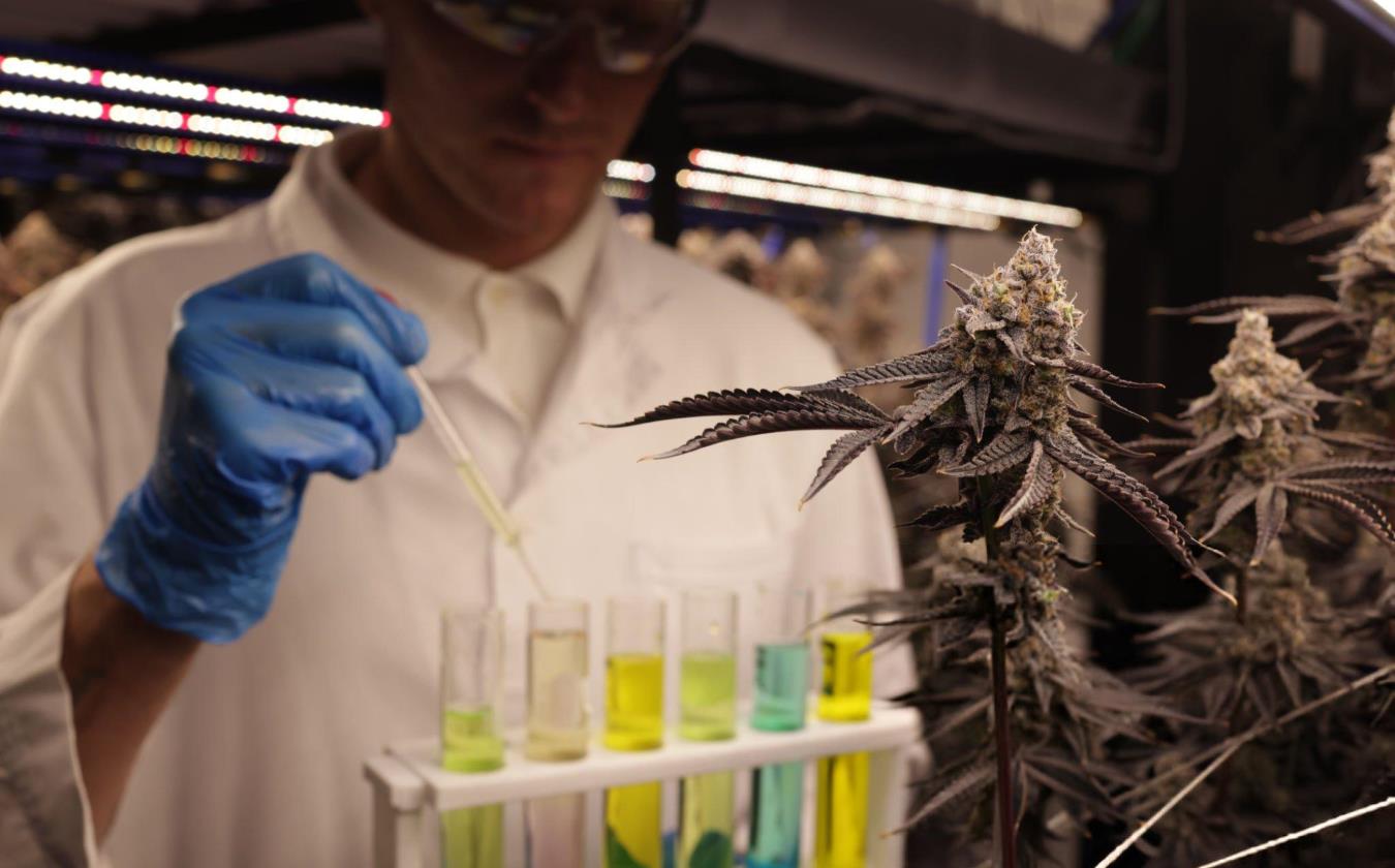 cbd and thc unlocking the potential